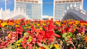 花开正暖